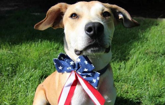 Dogs in Denver looking for their fur-ever homes