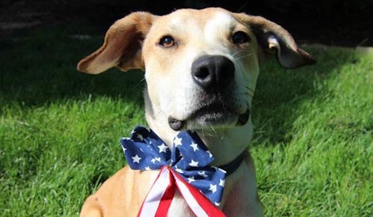 Dogs in Denver looking for their fur-ever homes
