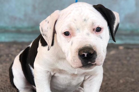 Puppies in Albuquerque looking for their fur-ever homes