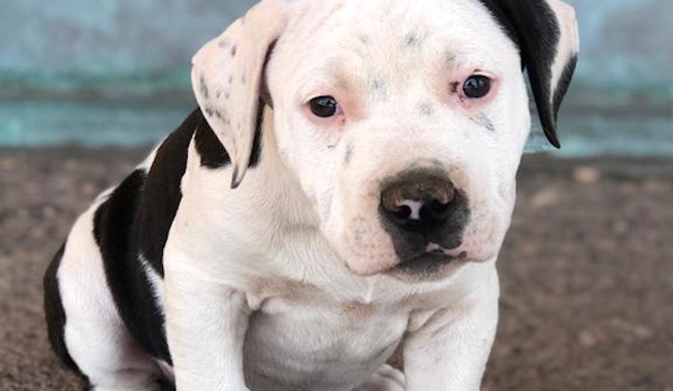 Puppies in Albuquerque looking for their fur-ever homes