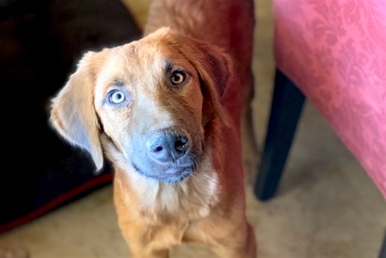 Puppies in Phoenix looking for their fur-ever homes