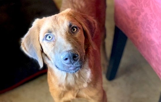 Puppies in Phoenix looking for their fur-ever homes