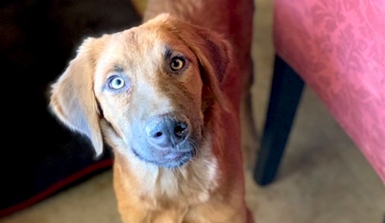 Puppies in Phoenix looking for their fur-ever homes