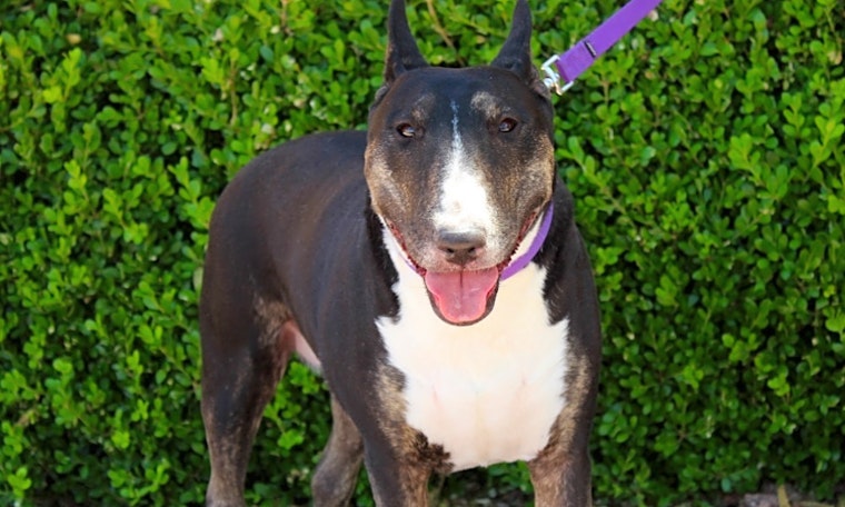 Dogs in Las Vegas looking for their fur-ever homes