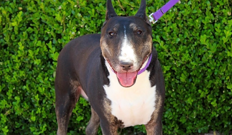 Dogs in Las Vegas looking for their fur-ever homes