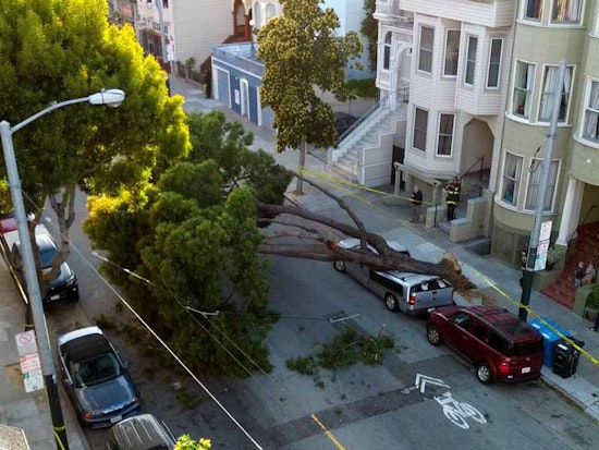 Tree Topples on Haight Street, Crushing Car