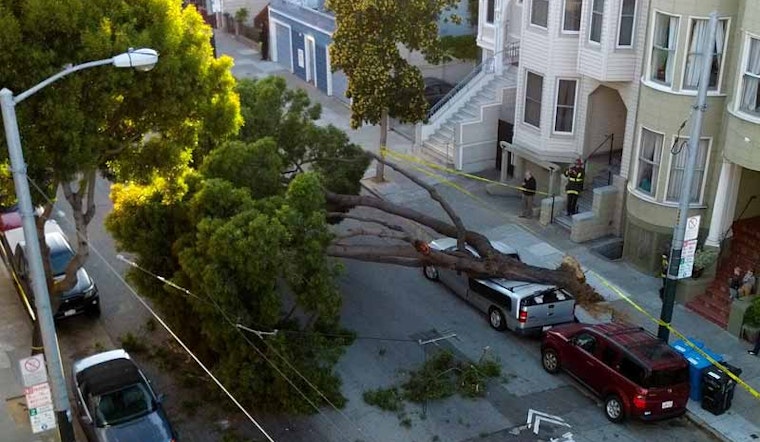 Tree Topples on Haight Street, Crushing Car