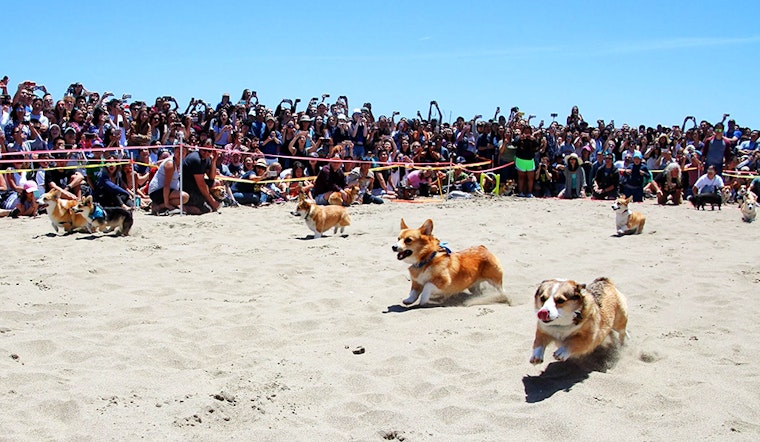Pumpkin Carving, Corgi Cheering & 39 Other Awesome Weekend Events