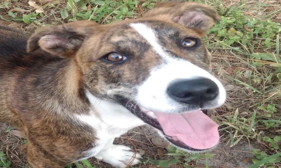 Dogs in Austin looking for their fur-ever homes