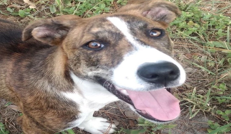 Dogs in Austin looking for their fur-ever homes