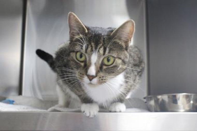 Cats in Saint Petersburg looking for their fur-ever homes