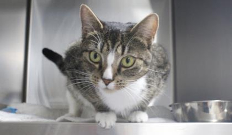 Cats in Saint Petersburg looking for their fur-ever homes