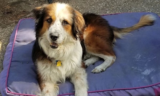 Dogs in Plano looking for their fur-ever homes