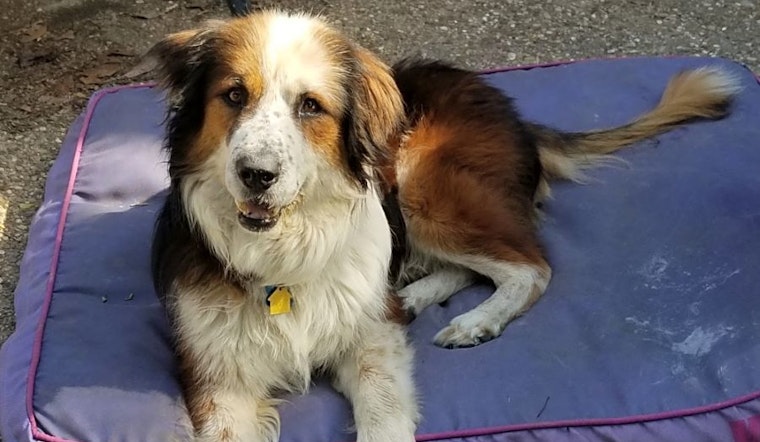 Dogs in Plano looking for their fur-ever homes