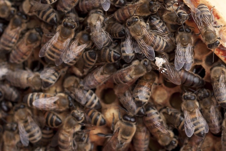 Top Detroit news: Bees checking in at Shinola Hotel; city announces road closure schedule; more