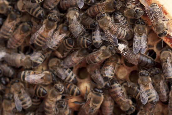 Top Detroit news: Bees checking in at Shinola Hotel; city announces road closure schedule; more