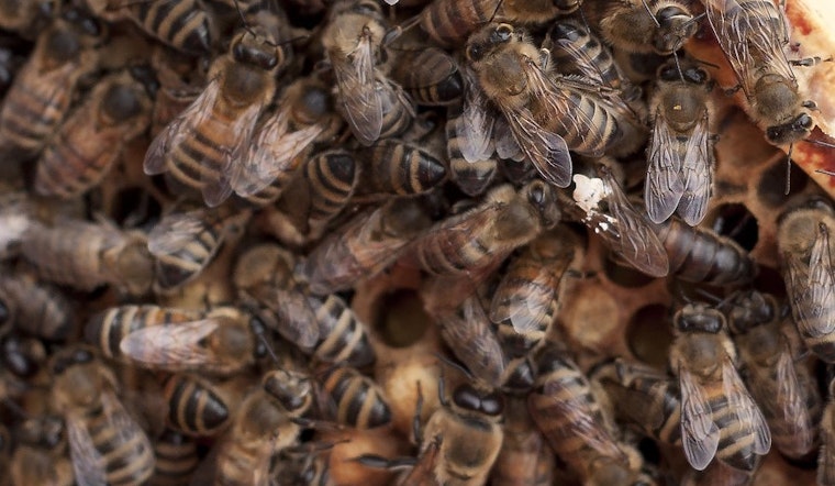 Top Detroit news: Bees checking in at Shinola Hotel; city announces road closure schedule; more