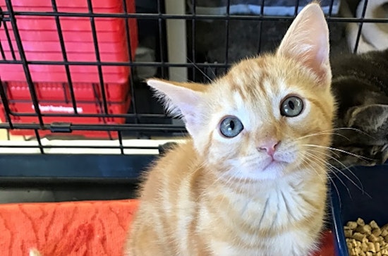 Kitten alert: These furry felines are up for adoption in and around Oakland