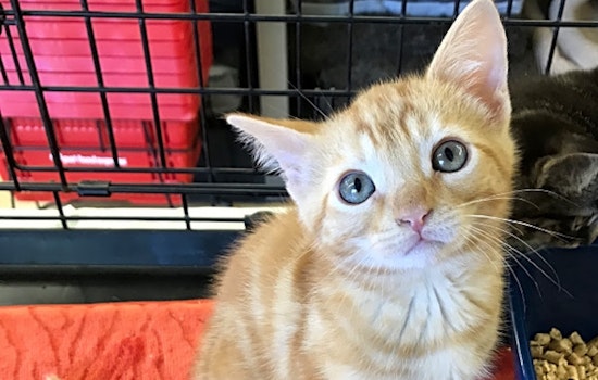 Kitten alert: These furry felines are up for adoption in and around Oakland