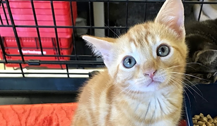 Kitten alert: These furry felines are up for adoption in and around Oakland