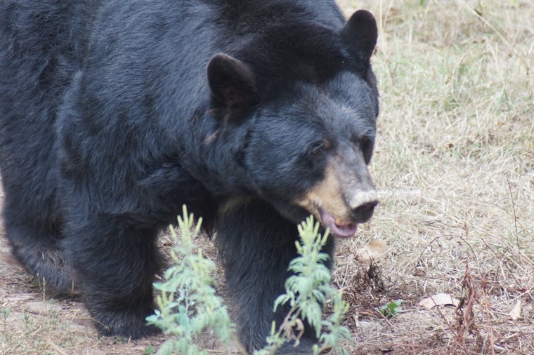 Top Durham news: Bear sightings alarm area residents; heavy weather mars holiday; more