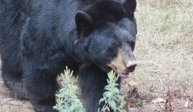 Top Durham news: Bear sightings alarm area residents; heavy weather mars holiday; more