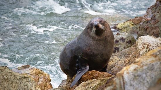 Top SF news: Assault suspect killed while fleeing across freeway; malnourished sea lions rescued
