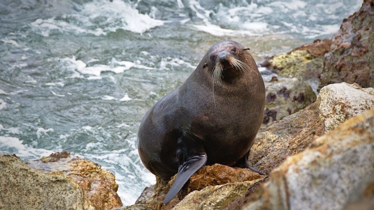Top SF news: Assault suspect killed while fleeing across freeway; malnourished sea lions rescued