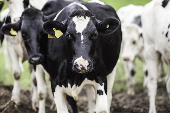 Top Fort Worth news: Local woman turns 105; officer chases down cows; more