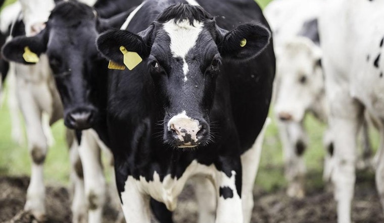 Top Fort Worth news: Local woman turns 105; officer chases down cows; more
