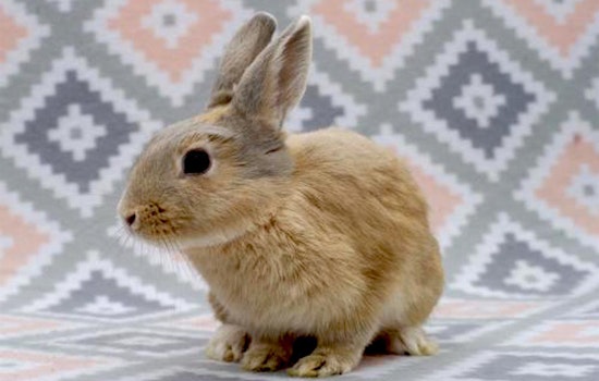 Rabbits in San Diego looking for their fur-ever homes