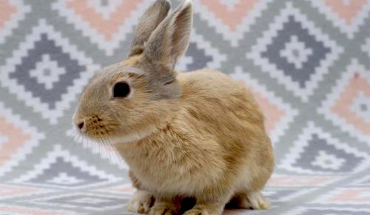 Rabbits in San Diego looking for their fur-ever homes
