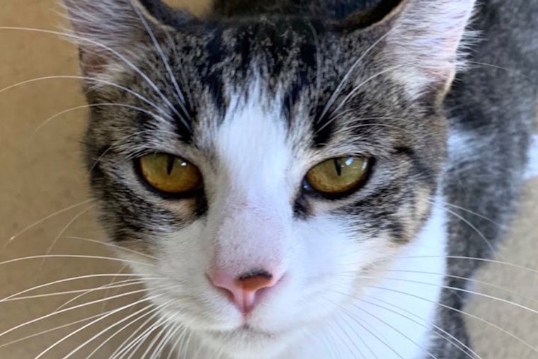 Cats in Chula Vista looking for their fur-ever homes
