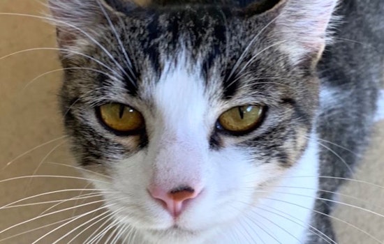 Cats in Chula Vista looking for their fur-ever homes