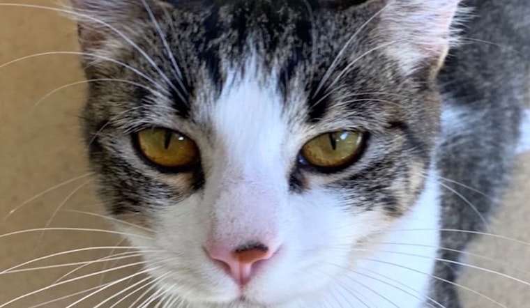 Cats in Chula Vista looking for their fur-ever homes