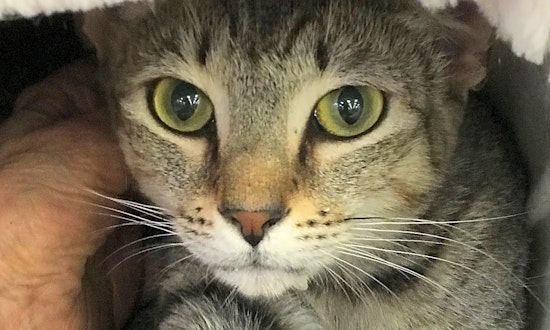 Cats in Austin looking for their fur-ever homes