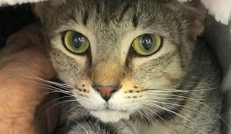 Cats in Austin looking for their fur-ever homes