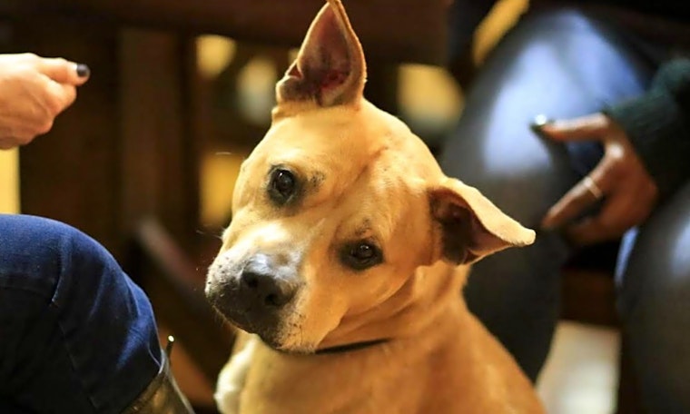 Dogs in San Jose looking for their fur-ever homes