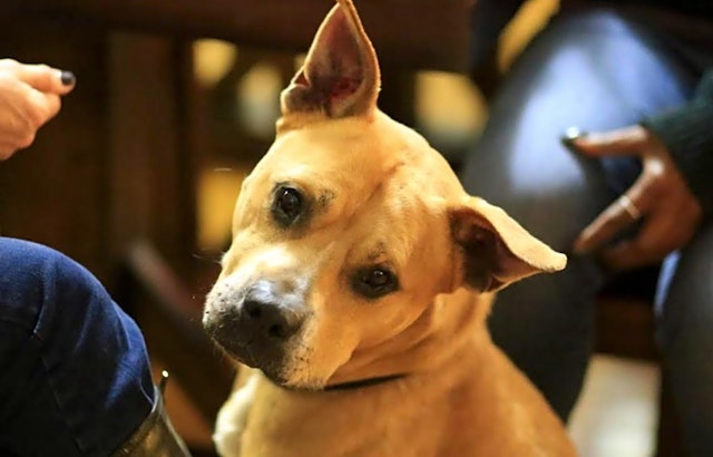 Dogs in San Jose looking for their fur-ever homes