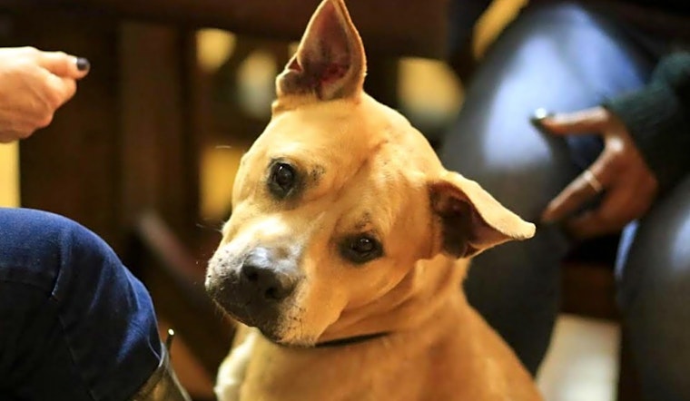Dogs in San Jose looking for their fur-ever homes