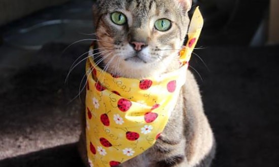 Cats in Denver looking for their fur-ever homes