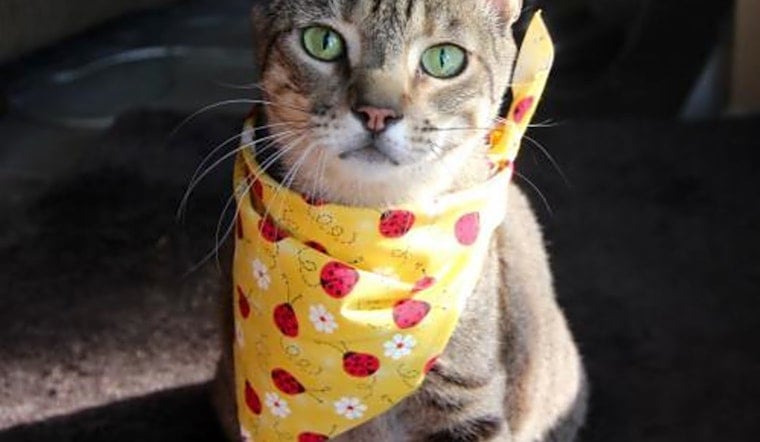Cats in Denver looking for their fur-ever homes