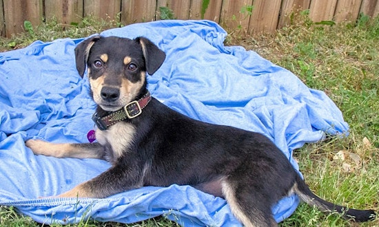 Puppies in Nashville looking for their fur-ever homes