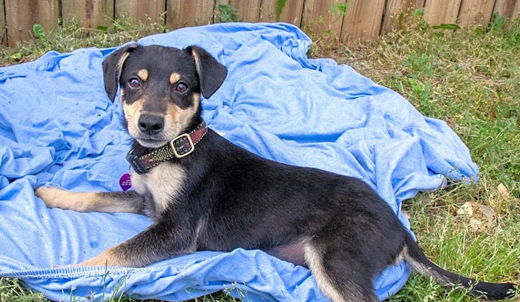 Puppies in Nashville looking for their fur-ever homes
