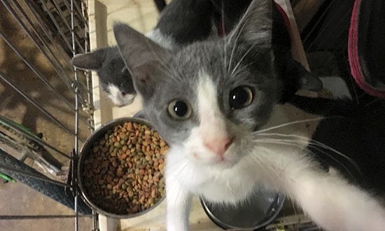 Kittens in New Orleans looking for their fur-ever homes