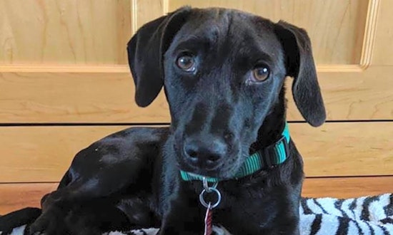 Dogs in San Diego looking for their fur-ever homes