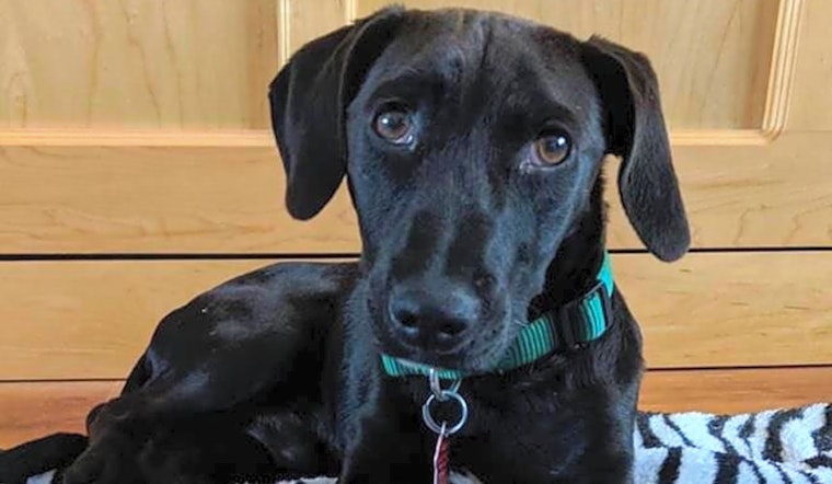Dogs in San Diego looking for their fur-ever homes