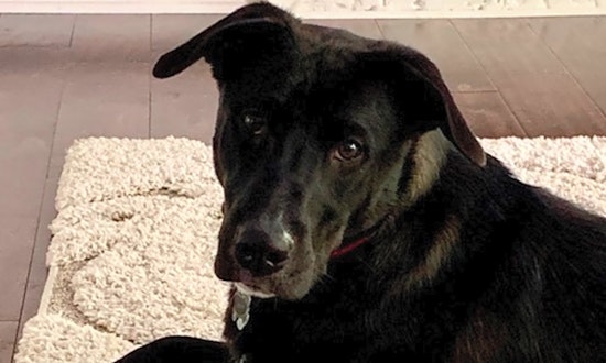 Dogs in Atlanta looking for their fur-ever homes