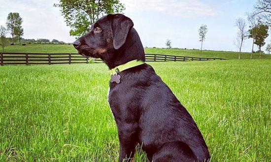 Puppies in Philadelphia looking for their fur-ever homes