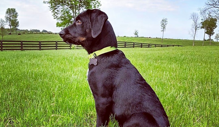 Puppies in Philadelphia looking for their fur-ever homes